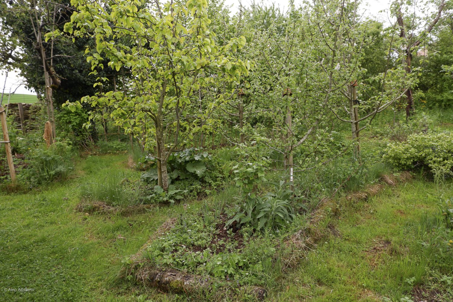 allée fruitière